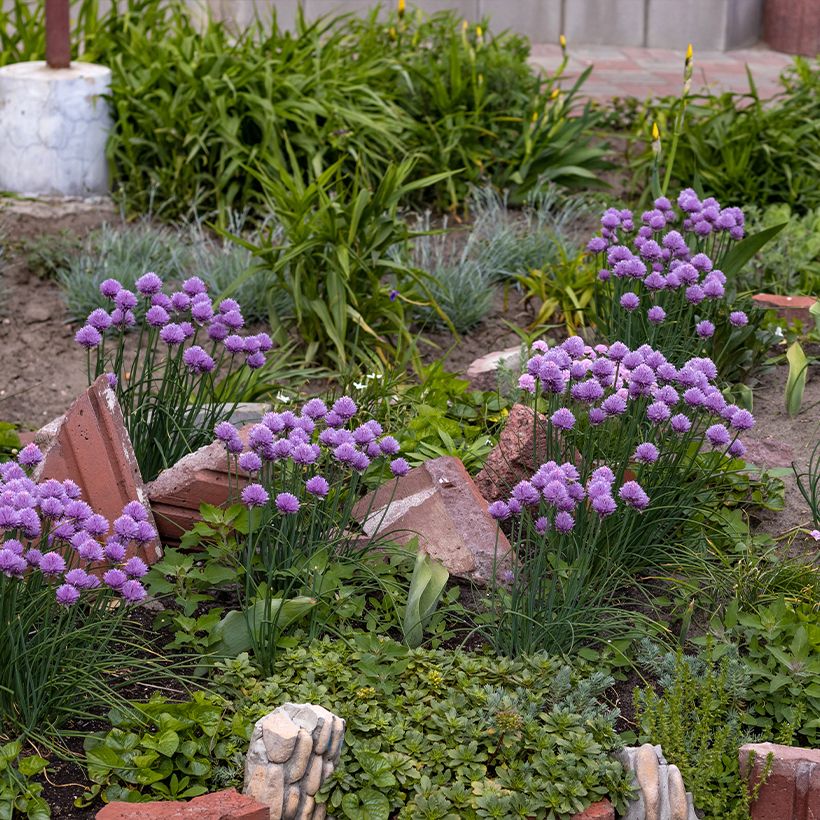 Allium Serendipity - Aglio ornamentale (Plant habit)