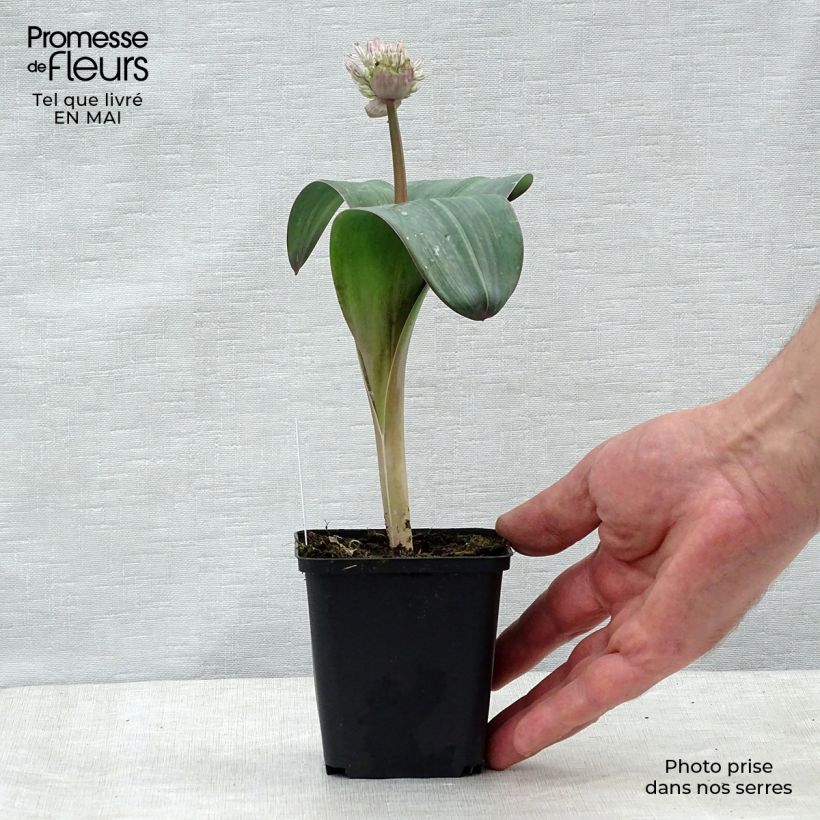 Allium karataviense - Aglio ornamentale Vaso da Ø 12 cm / 13 cm esemplare consegnato in primavera