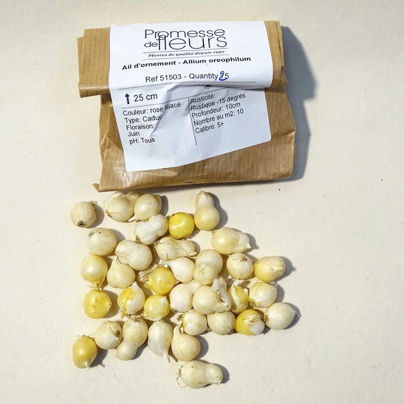 Esempio di esemplare Allium oreophilum - Aglio ornamentale Bulbo taglia 3 come consegnato