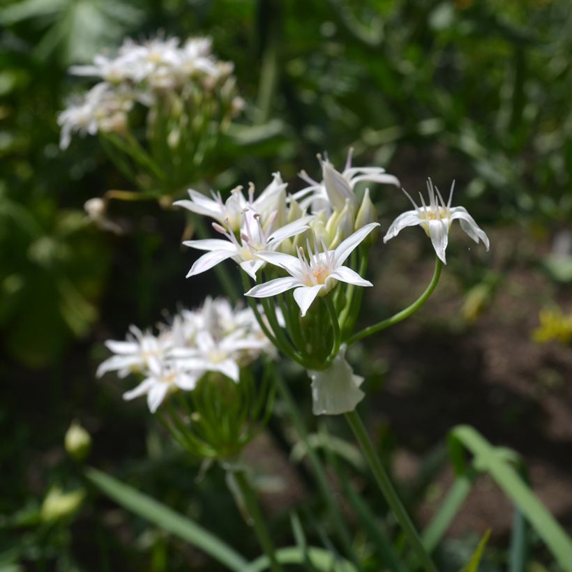 Allium plummerae - Aglio ornamentale (Fioritura)