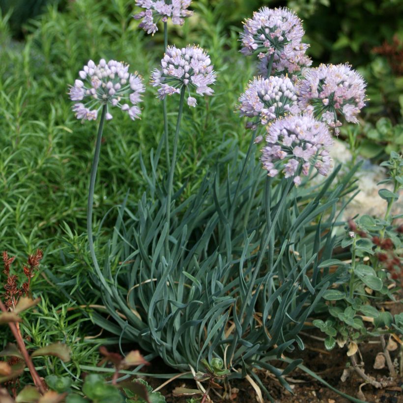 Allium Lisa Blue - Aglio ornamentale (Plant habit)