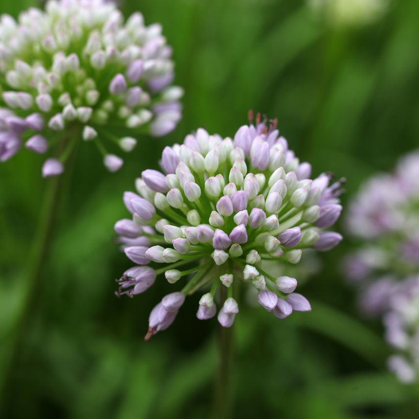 Allium senescens Summer Beauty - Aglio ornamentale (Fioritura)