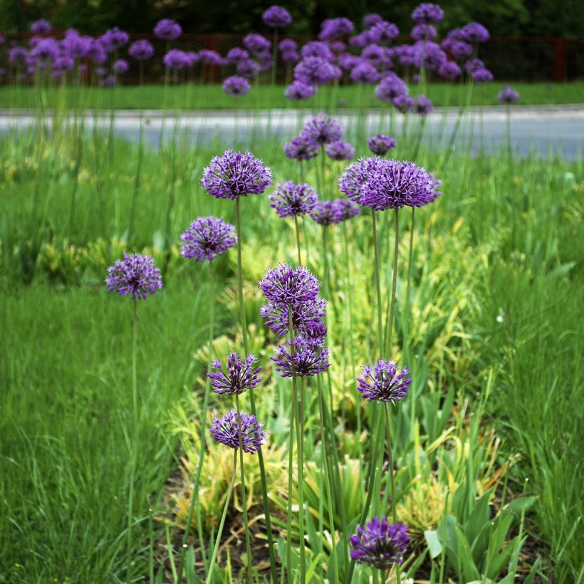 Allium stipitatum Violet Beauty - Aglio ornamentale (Porto)