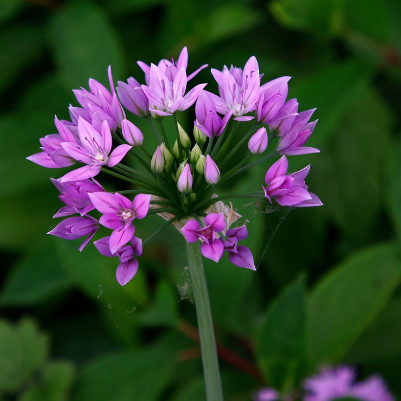 Allium unifolium Eros - Aglio ornamentale (Fioritura)