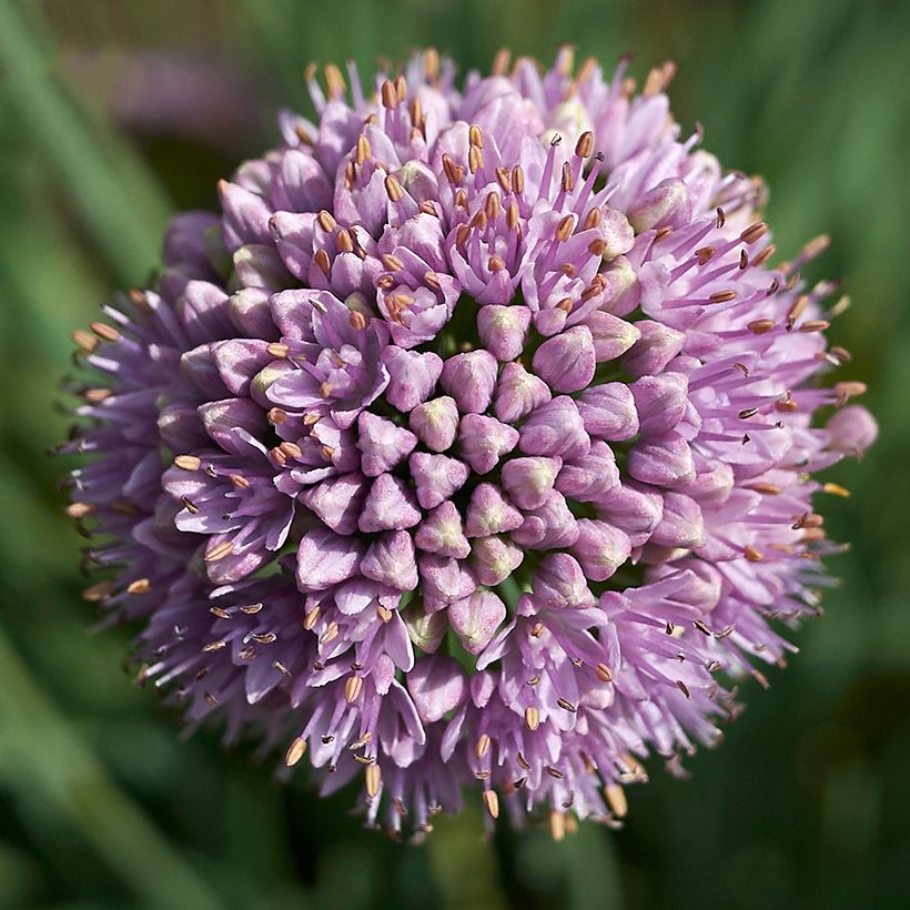 Allium Avatar - Aglio ornamentale (Flowering)
