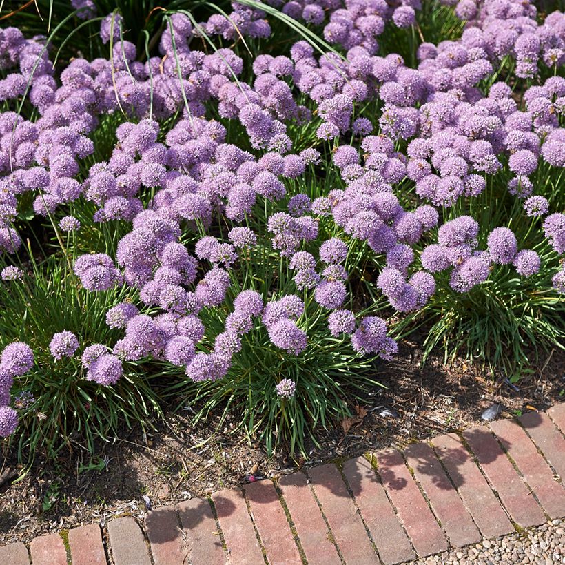 Allium Avatar - Aglio ornamentale (Plant habit)