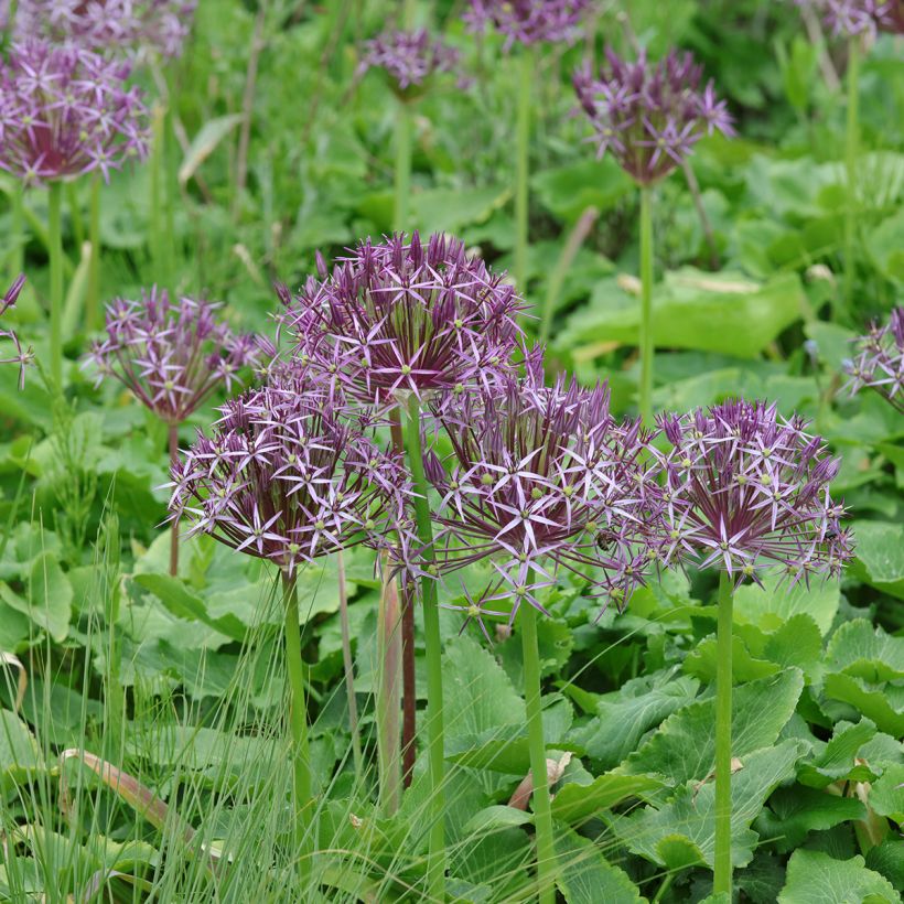 Allium christophii - Aglio ornamentale (Plant habit)
