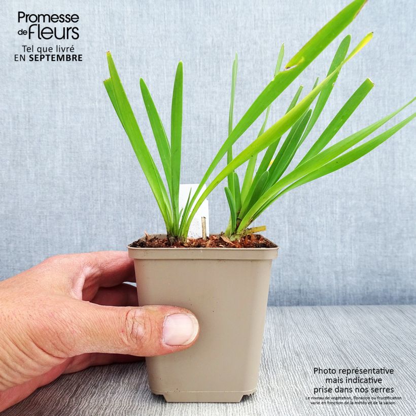 Esemplare di Allium Serendipity - Aglio ornamentale Vasetto da 8/9 cm come consegnato in autunno