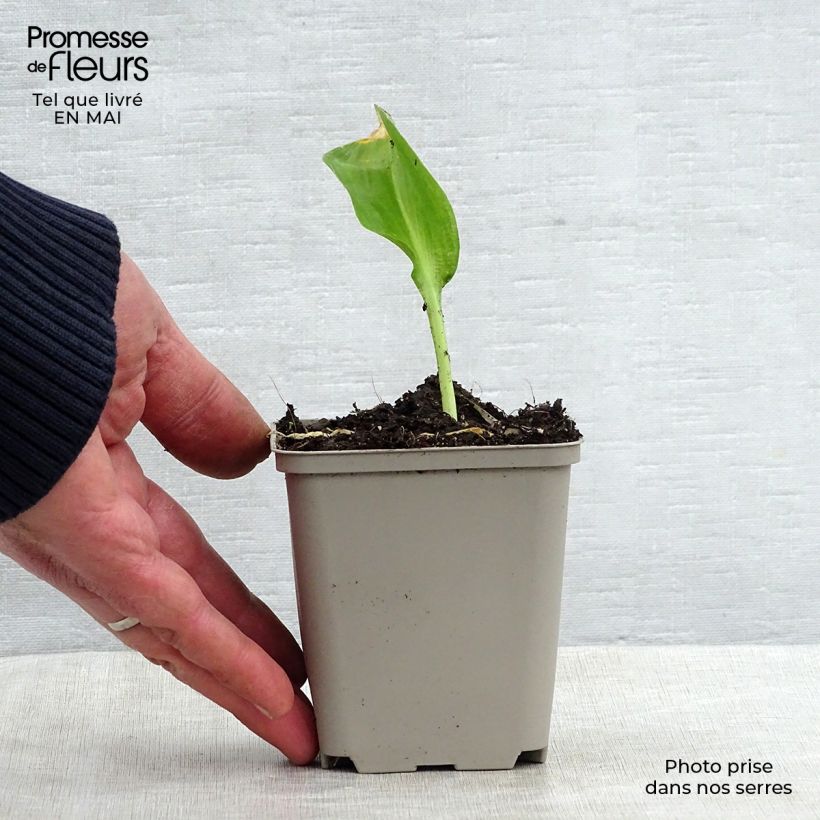 Aglio orsino (in vasetto) Vasetto da 7/8 cm esemplare consegnato in primavera