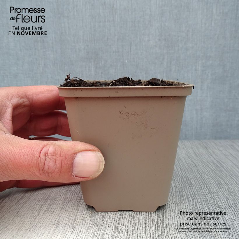 Esemplare di Aglio orsino (in vasetto) Vasetto da 7/8 cm come consegnato in autunno