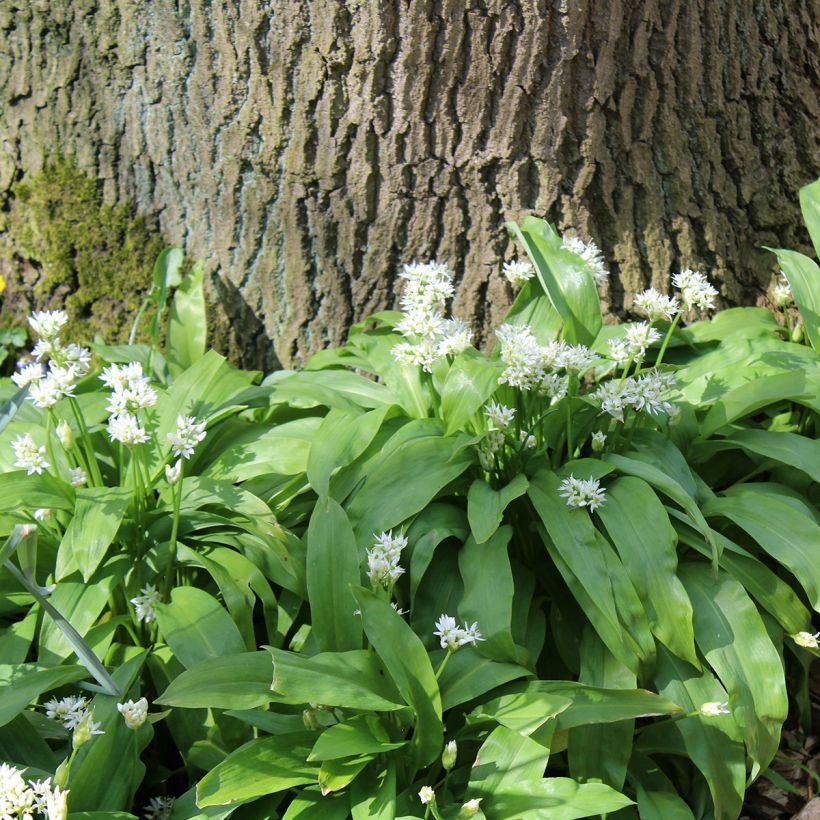 Aglio orsino (in vasetto) (Porto)