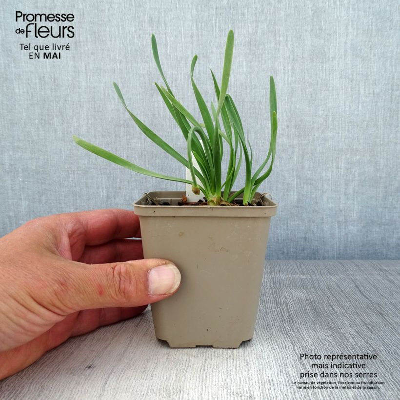 Allium Little Sapphire - Aglio ornamentale Vasetto da 8/9 cm esemplare consegnato in primavera