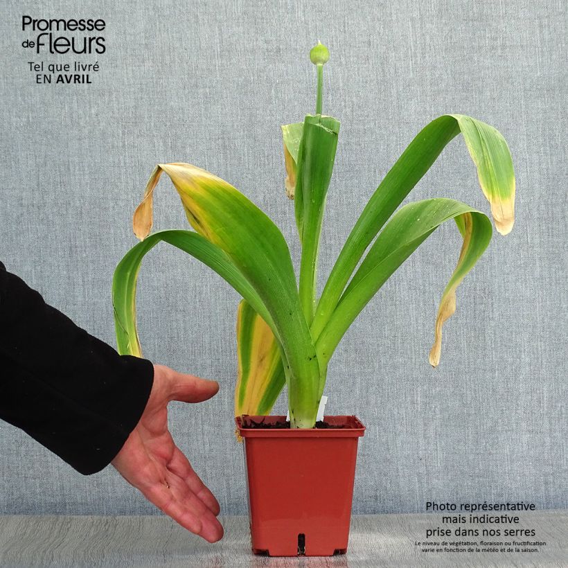 Example of Allium Mont Blanc - Aglio ornamentale Vaso da 1L/1,5L as you get in printemps