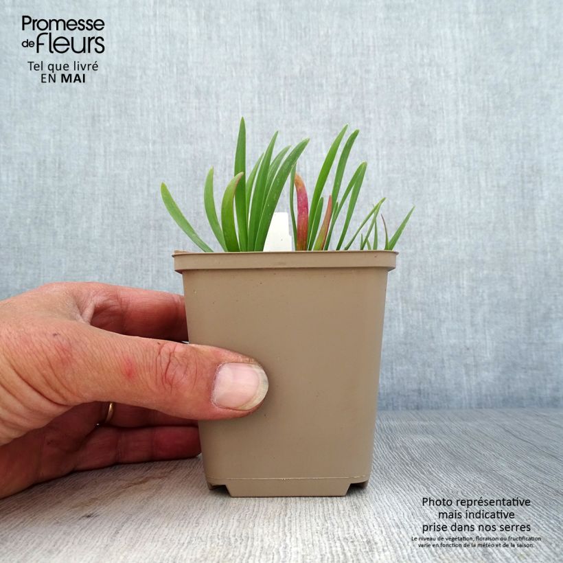 Allium Serendipity - Aglio ornamentale Vasetto da 8/9 cm esemplare consegnato in primavera