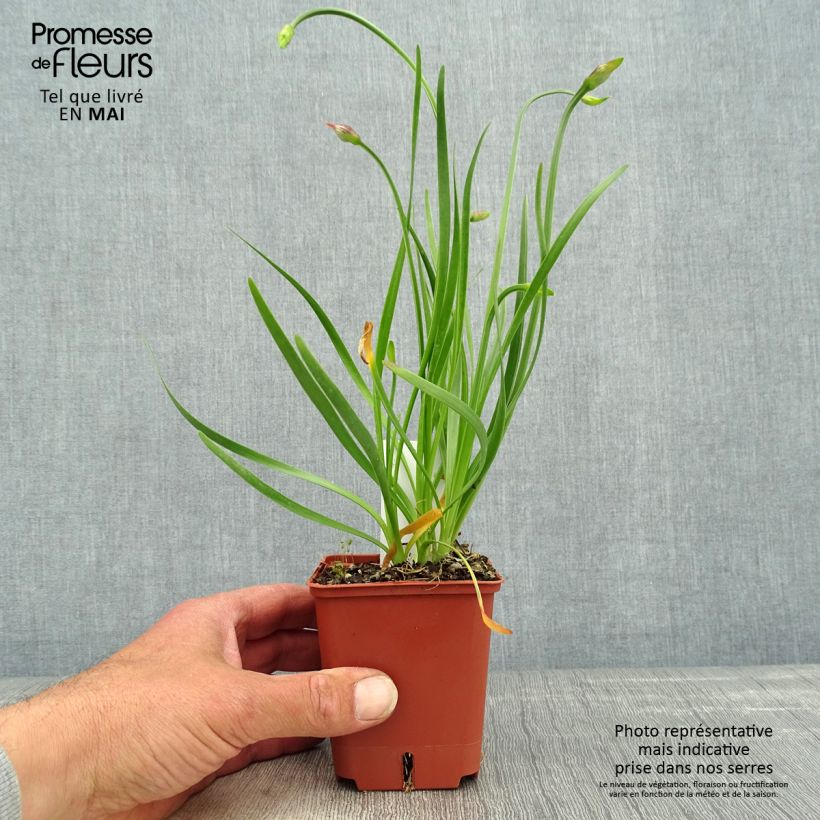 Example of Allium Avatar - Aglio ornamentale Vasetto da 7/8 cm taglia I as you get in printemps