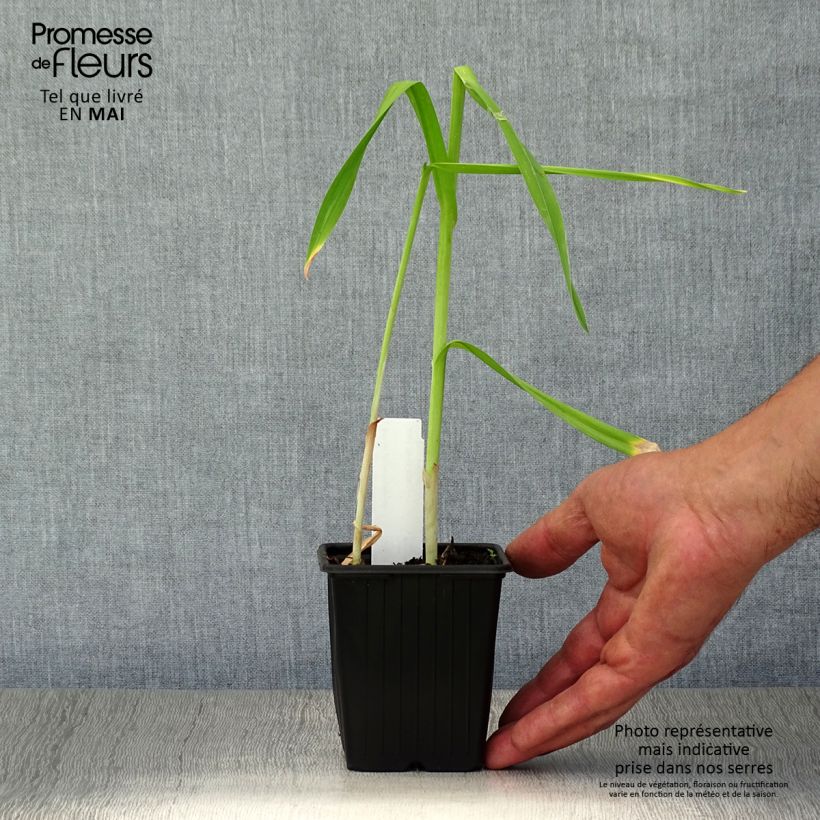 Example of Aglio romano Scorodoprasum Vasetto da 8/9 cm as you get in printemps