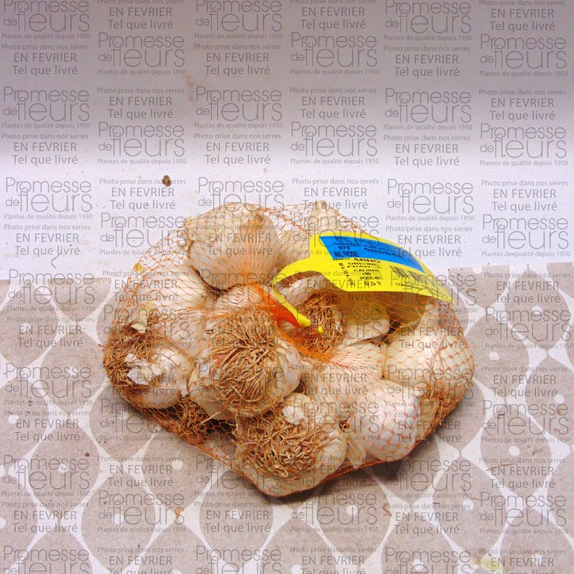 Esempio di esemplare Aglio Arno Pezzo taglia 28/40 mm come consegnato