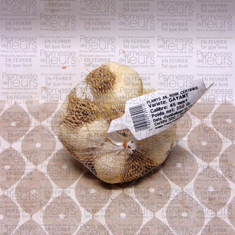 Esempio di esemplare Aglio rosa Gayant Pezzo taglia 28/40 mm come consegnato