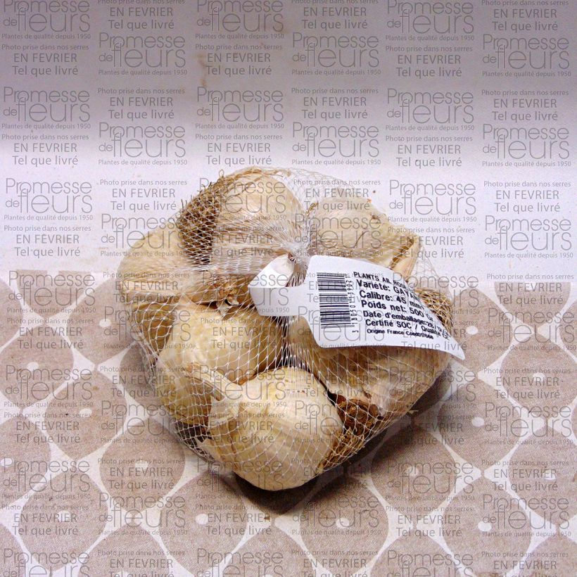 Esempio di esemplare Aglio rosa Gayant Pezzo taglia 28/40 mm come consegnato