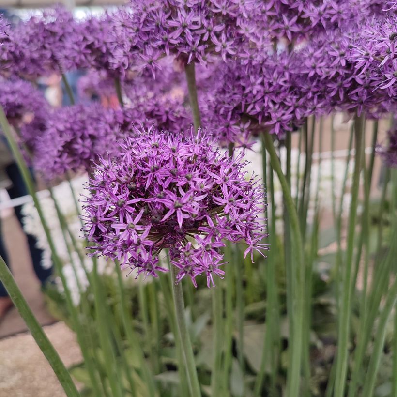 Allium Chicago - Aglio ornamentale (Fioritura)