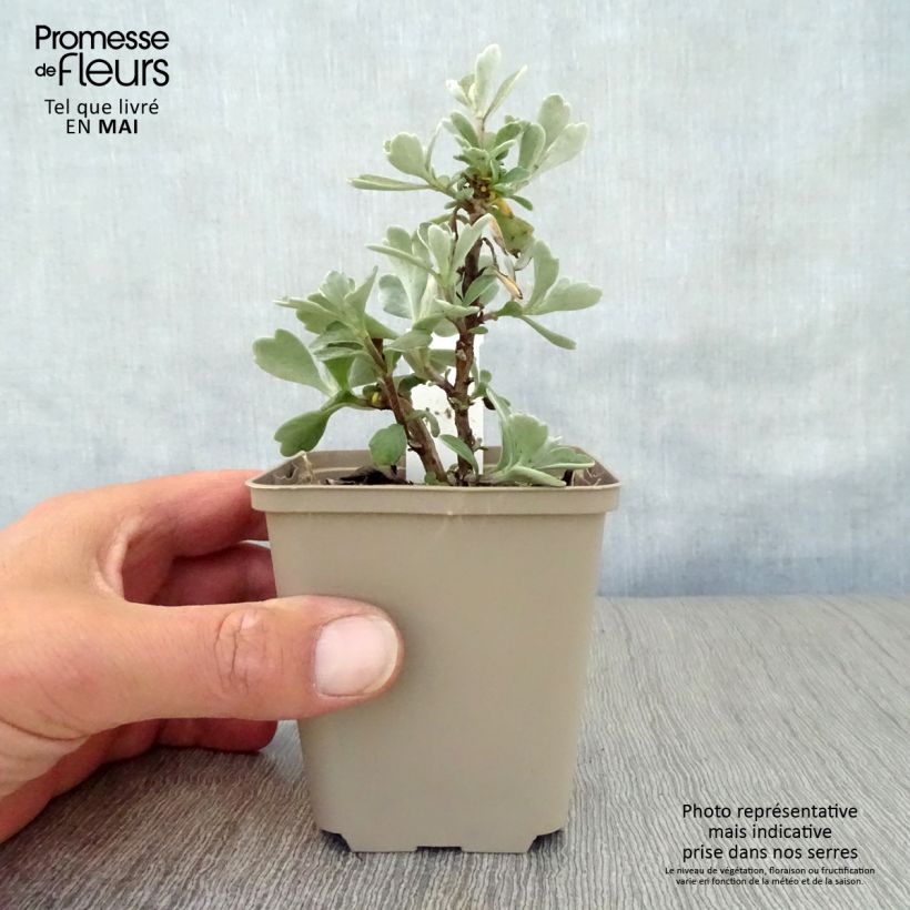 Example of Ajania pacifica Gold and Silver - Crisantemo del pacifico Vasetto da 8/9 cm as you get in printemps