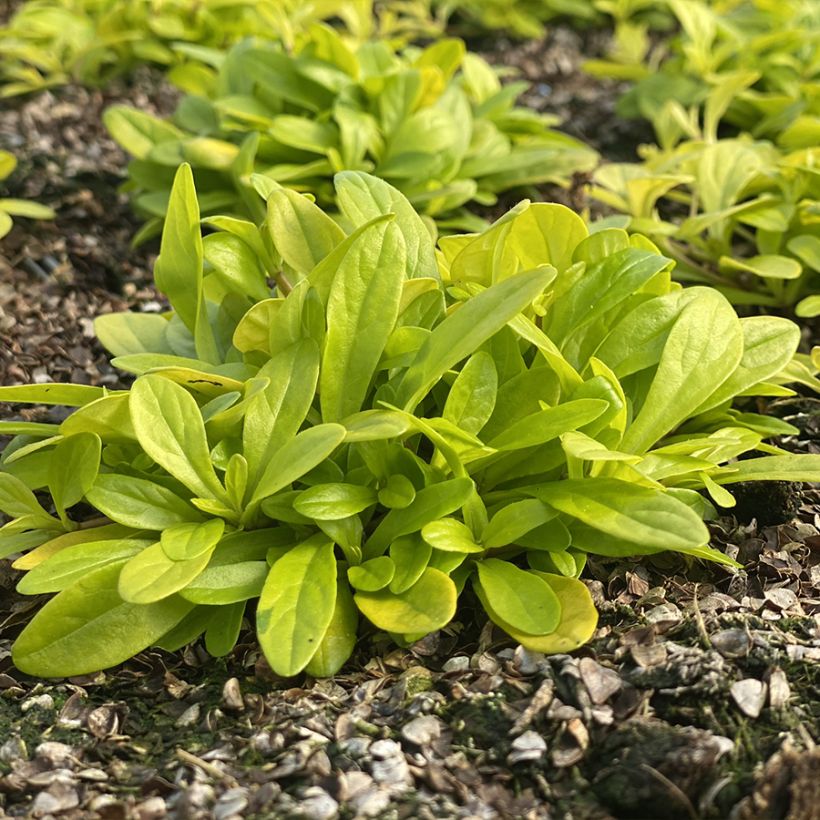 Ajuga Cordial Canary - Bugola (Porto)