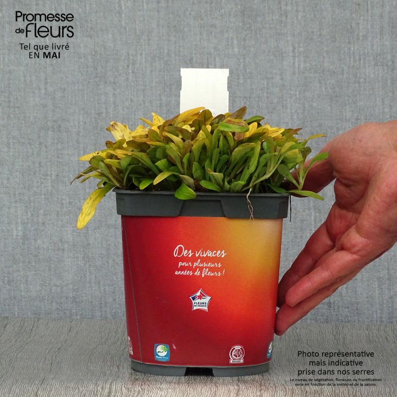 Ajuga Feathered Friends Fancy Finch - Bugola Vaso da 2L/3L esemplare consegnato in primavera