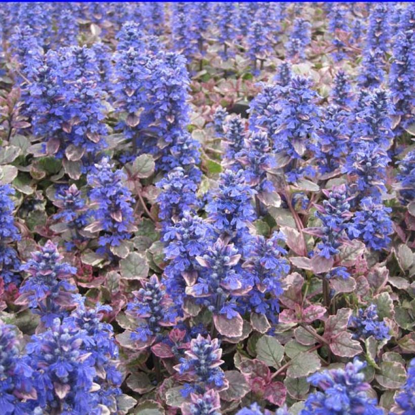 Ajuga reptans Burgundy Glow - Bugola (Porto)