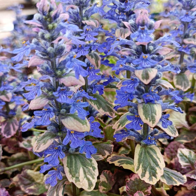 Ajuga reptans Burgundy Glow - Bugola (Fioritura)