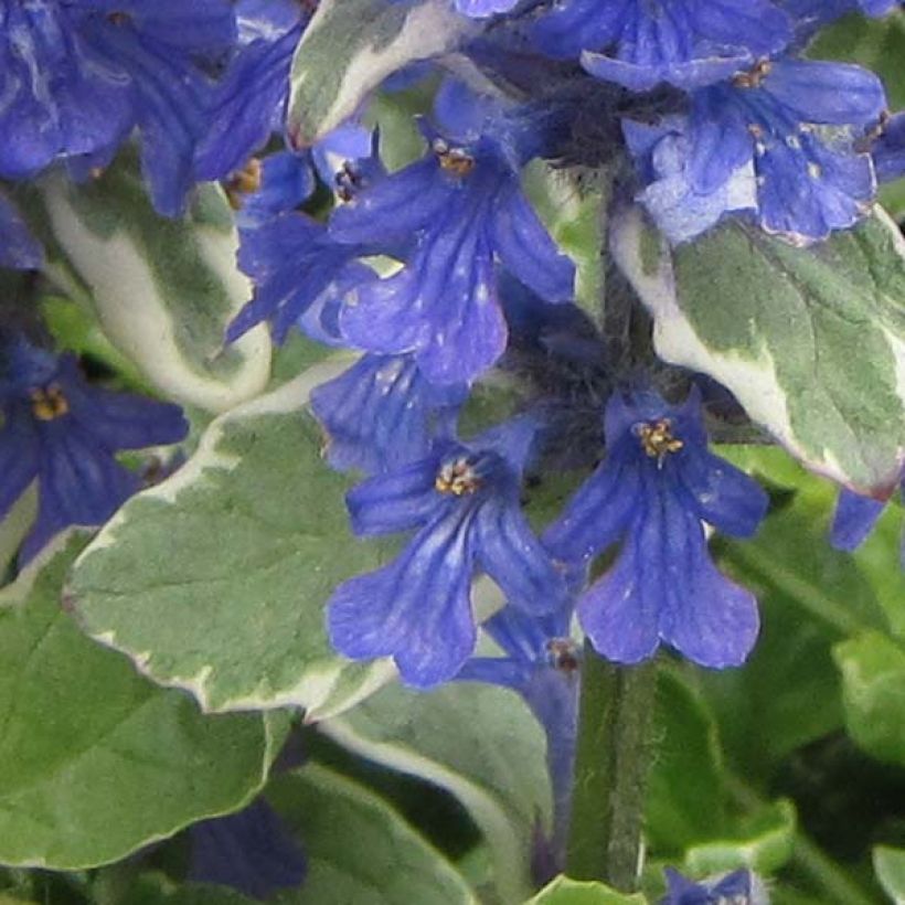 Ajuga reptans Variegata - Bugola (Flowering)