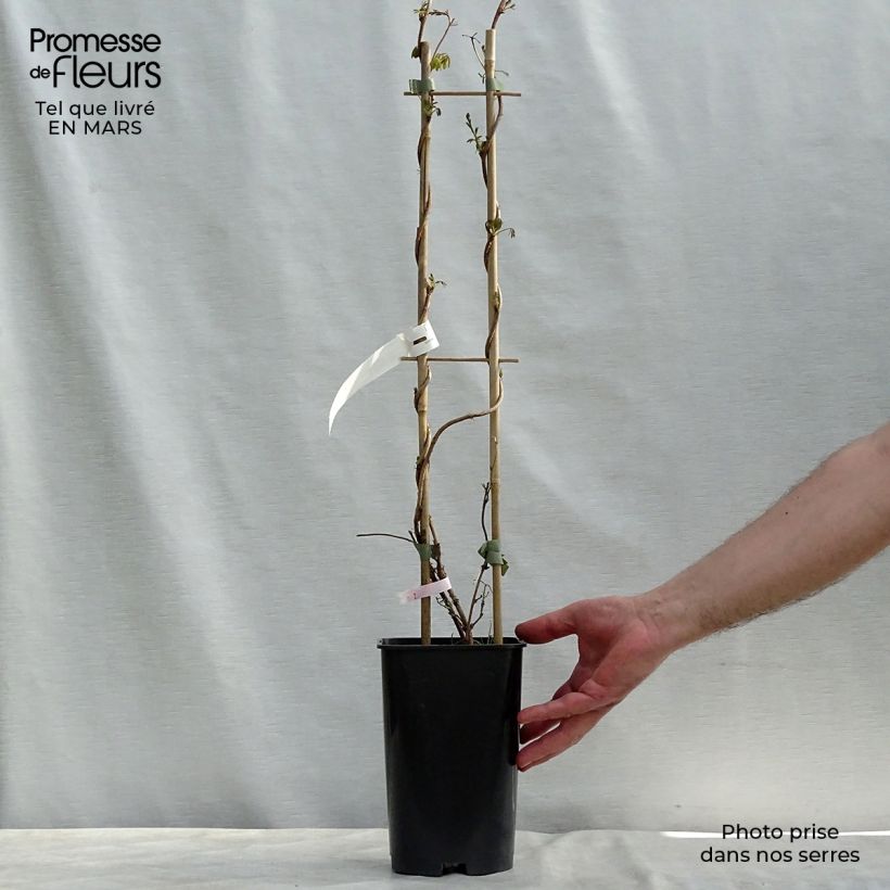 Akebia longeracemosa Vaso da 2L/3L esemplare consegnato in primavera