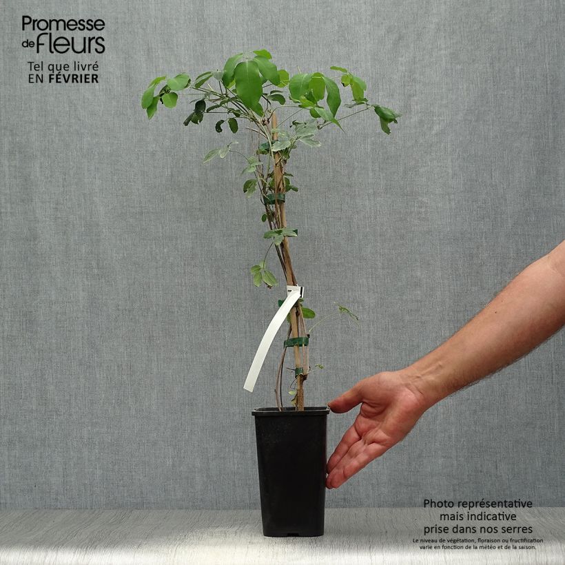 Esemplare di Akebia pentaphylla Vaso da 1,5L/2L come consegnato in autunno