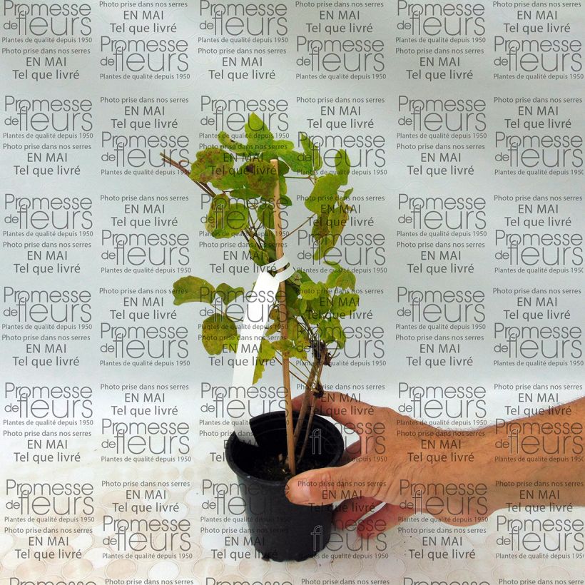 Esempio di esemplare Akebia quinata - Akebia a cinque foglie Vasetto da 8/9 cm come consegnato