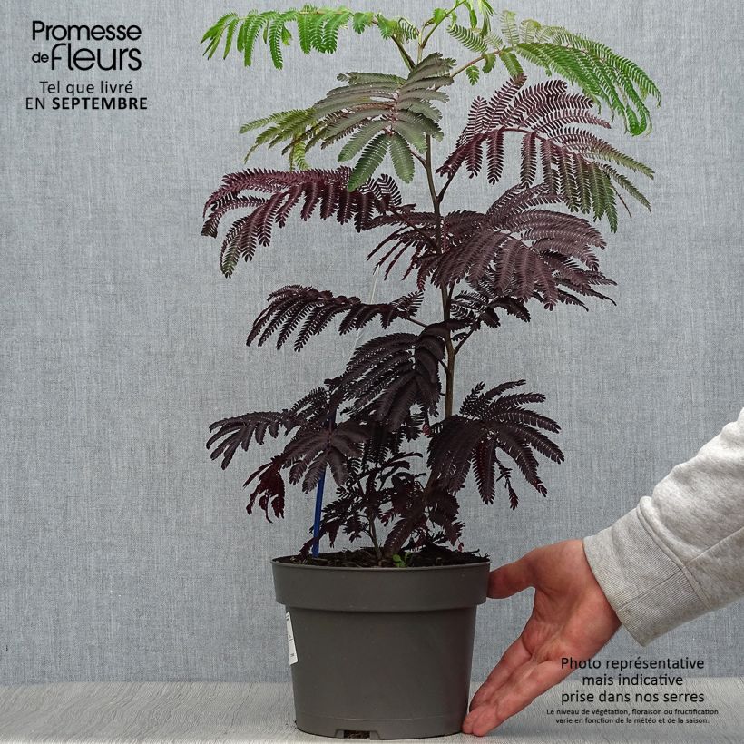 Esemplare di Albizzia julibrissin Summer Chocolate - Acacia di Costantinopoli Vaso da 3L/4L come consegnato in autunno
