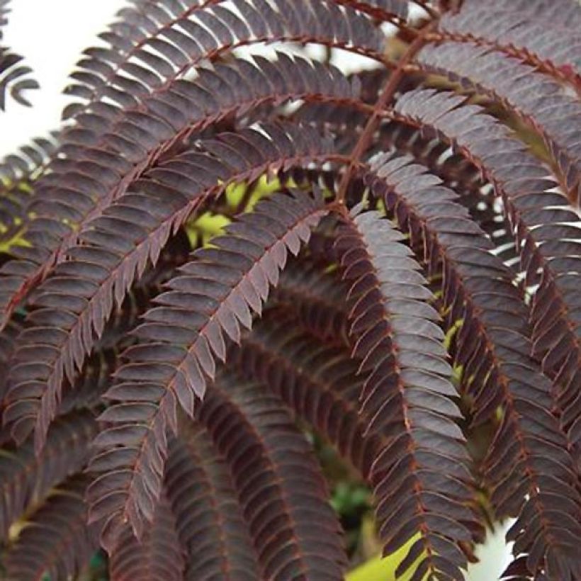 Albizia julibrissin Chocolate Fountain - Acacia di Costantinopoli (Fogliame)