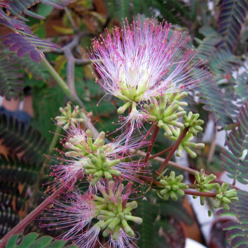 Albizia julibrissin Evey's Pride - Acacia di Costantinopoli (Fioritura)
