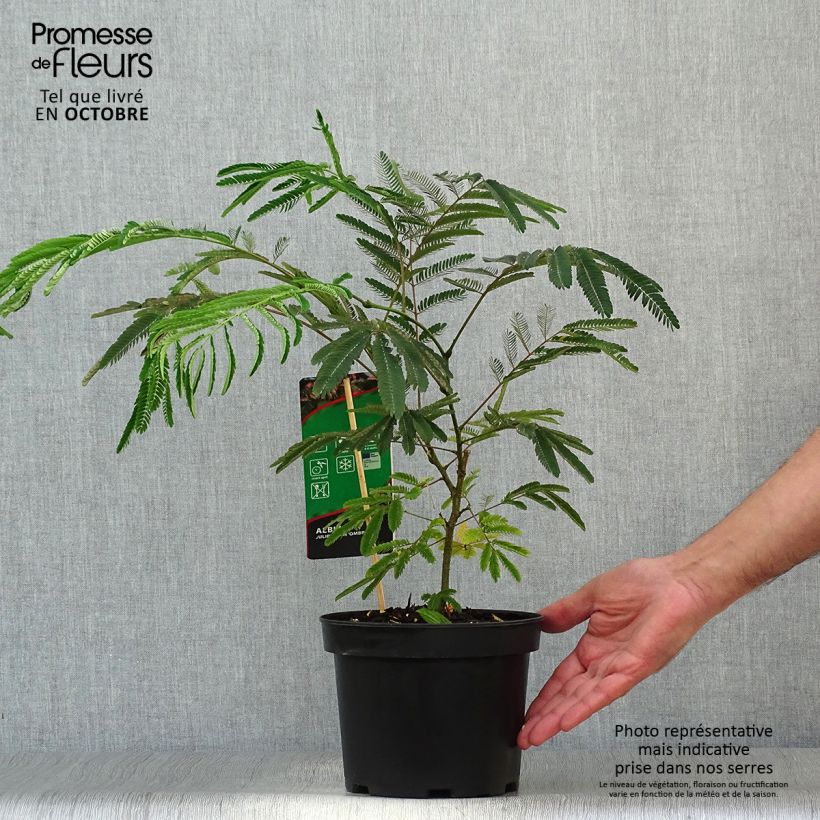 Esemplare di Albizia julibrissin Ombrella - Acacia di Costantinopoli Vaso da 3L/4L come consegnato in autunno