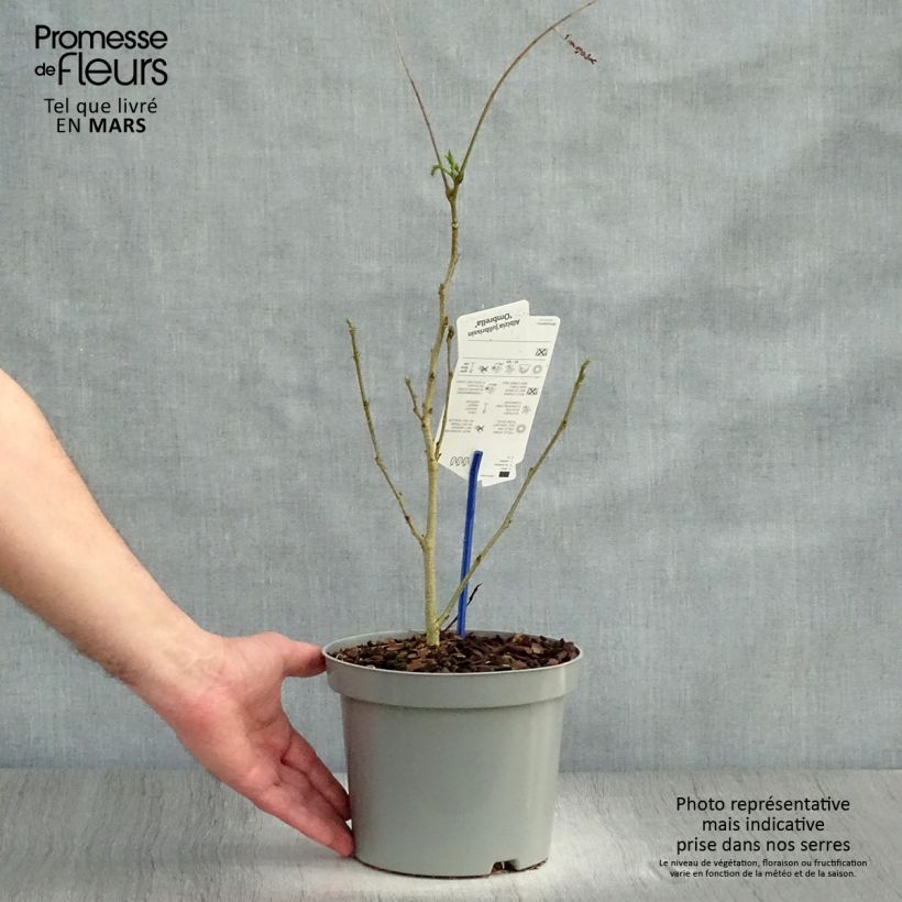 Albizia julibrissin Ombrella - Acacia di Costantinopoli Vaso da 3L/4L esemplare consegnato in primavera