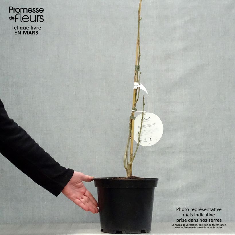 Albizia julibrissin Ombrella - Acacia di Costantinopoli Vaso da 6L/7L esemplare consegnato in primavera