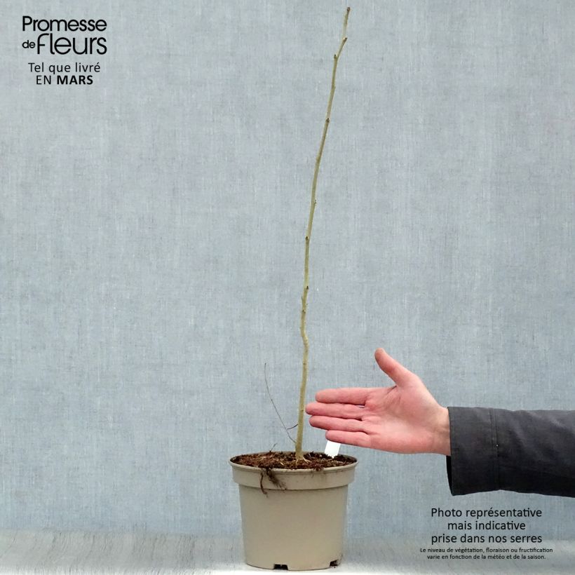 Albizzia julibrissin Rosea - Acacia di Costantinopoli Vaso da 2L/3L esemplare consegnato in primavera