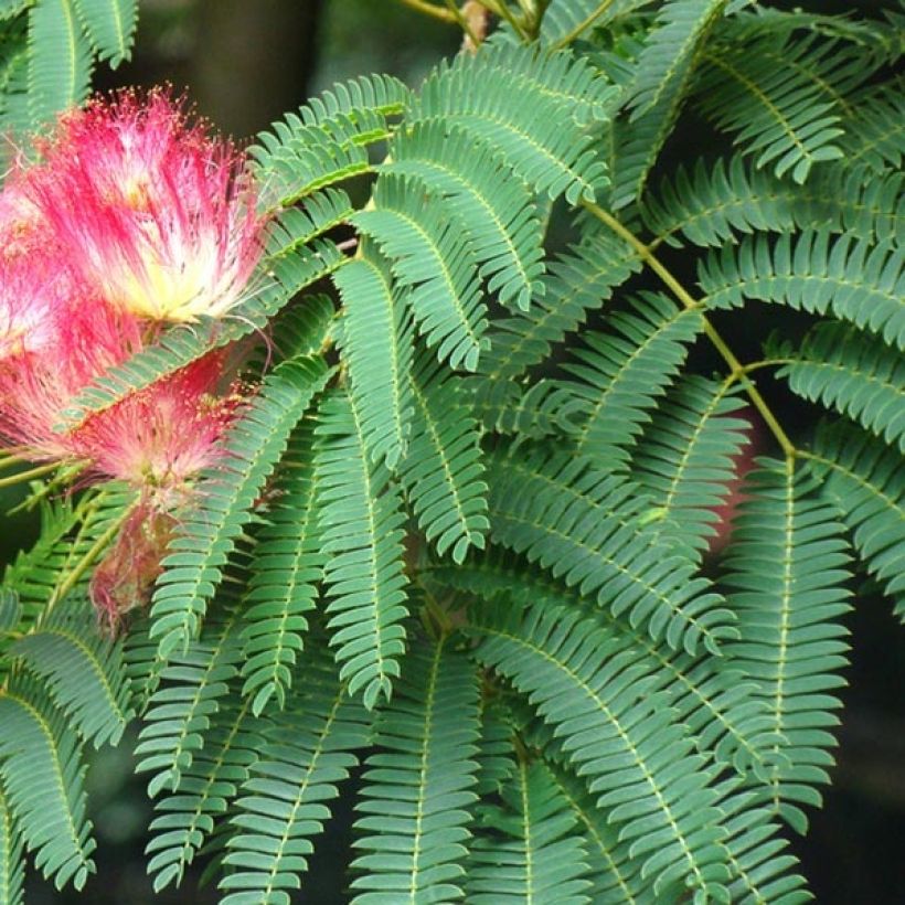 Albizia julibrissin Rouge Selection - Acacia di Costantinopoli (Fogliame)