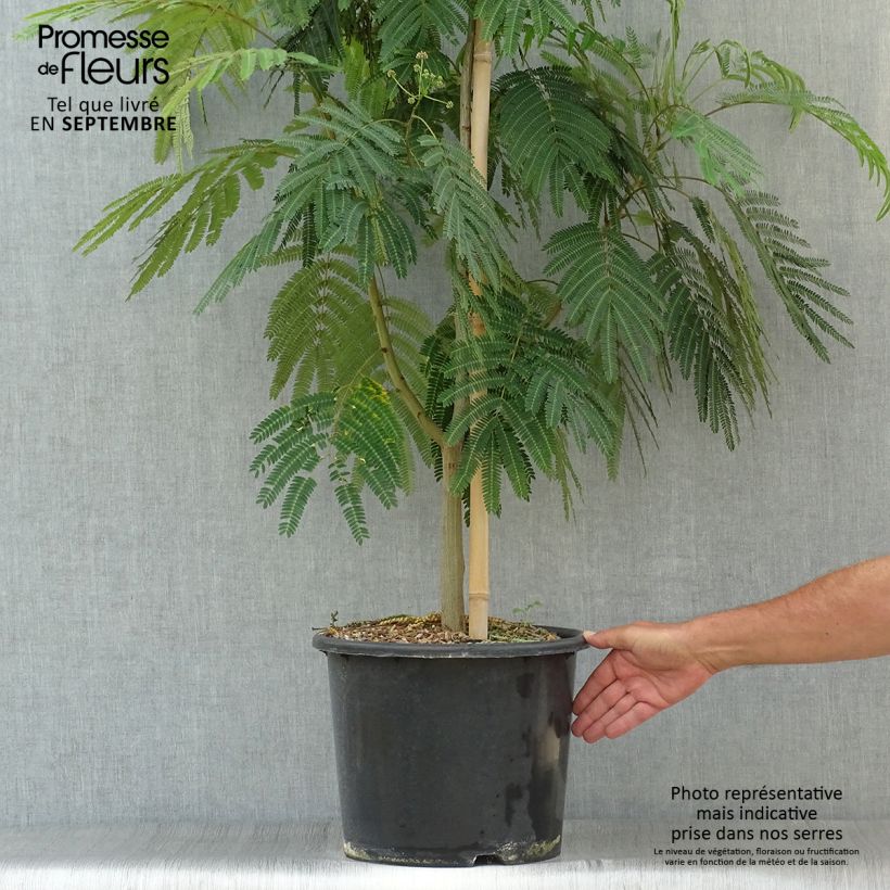 Esemplare di Albizia julibrissin Rouge Selection - Acacia di Costantinopoli Vaso da 12L/15L, Astone alto come consegnato in autunno