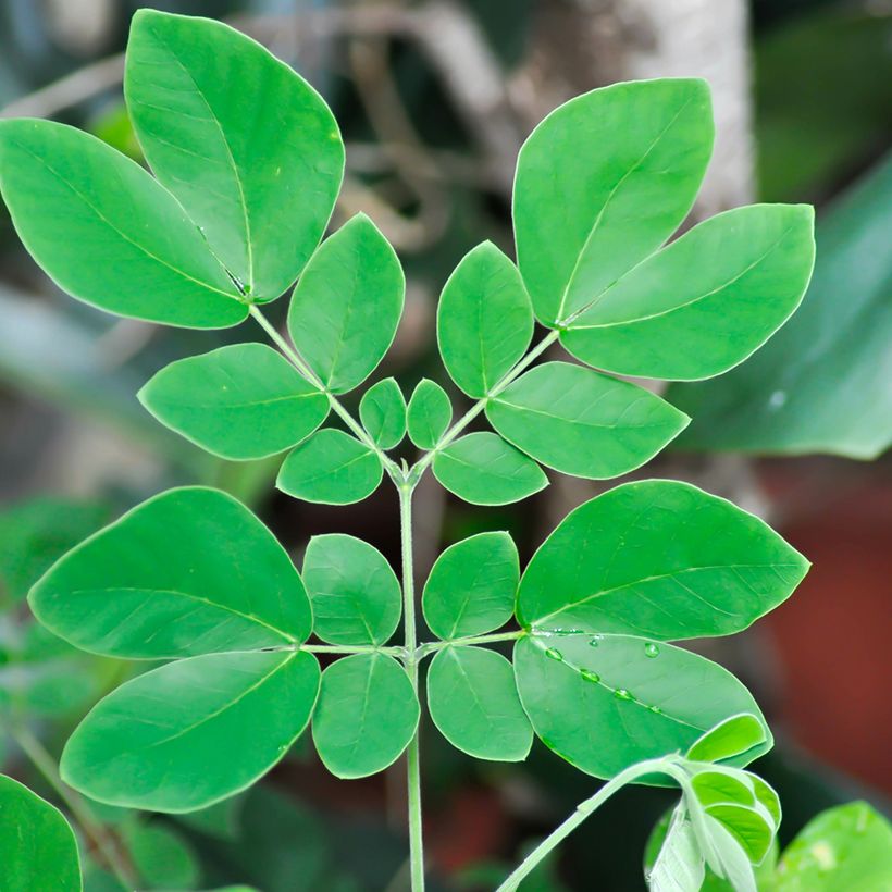 Albizia saman - Albero della pioggia (Fogliame)