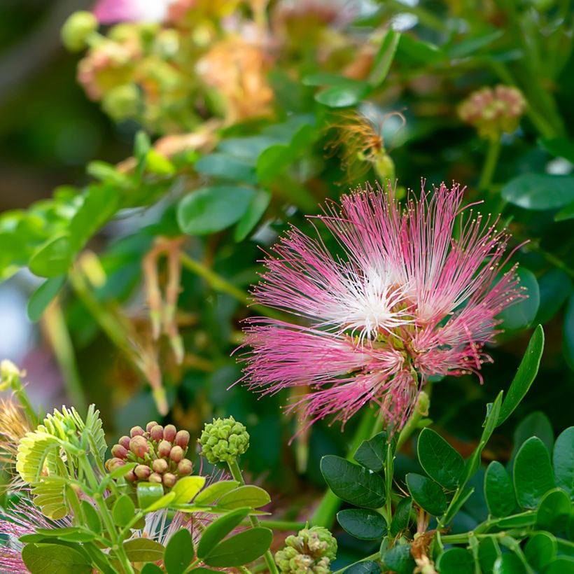 Albizia saman - Albero della pioggia (Fioritura)