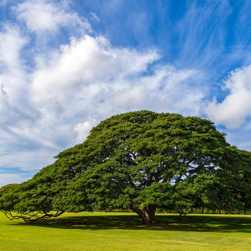 Albizia saman - Albero della pioggia (Porto)