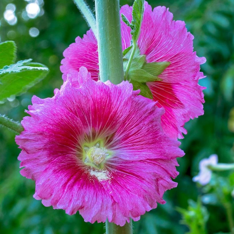 Alcea ficifolia - Malvarosa (Flowering)