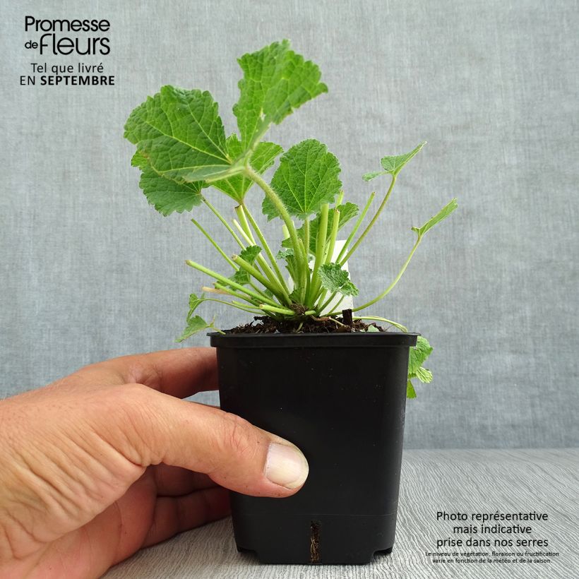 Esemplare di Alcea ficifolia Las Vegas - Rose trémière Godet de 8/9 cm come consegnato in autunno