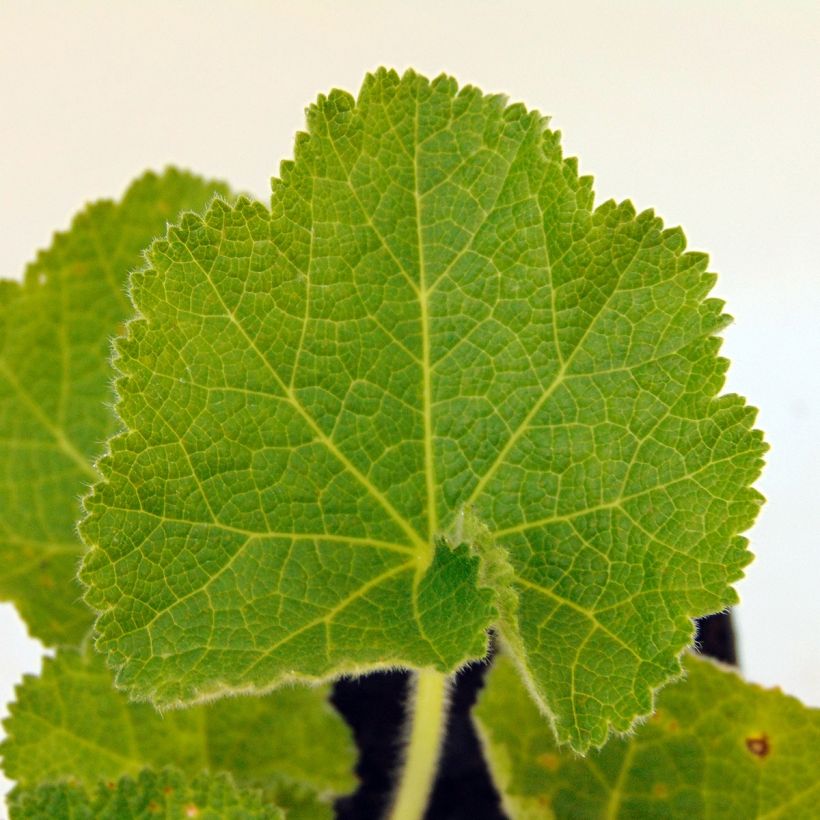 Alcea rosea Chater's Double Violet - Malvarosa (Foliage)