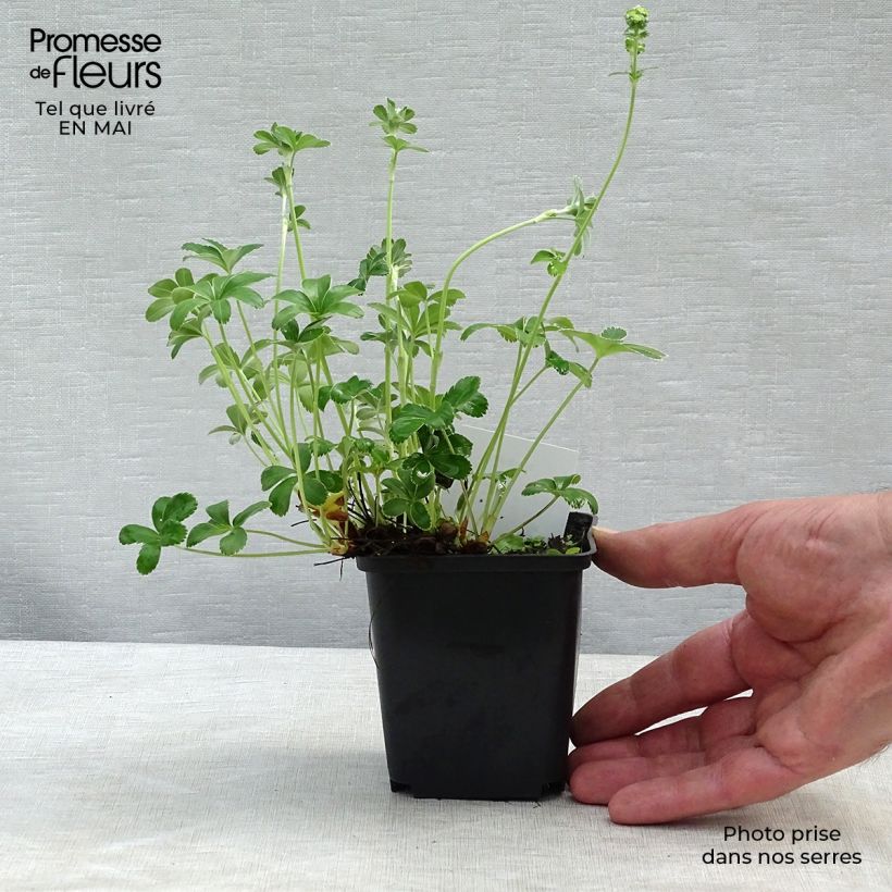 Example of Alchemilla alpina Vasetto da 8/9 cm as you get in printemps