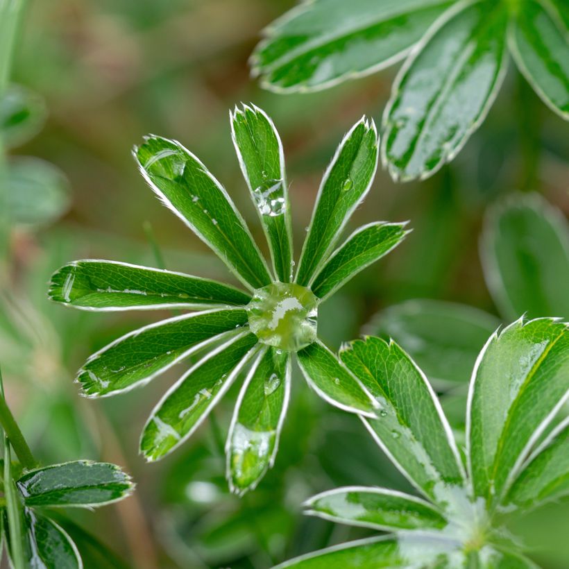 Alchemilla alpina (Foliage)